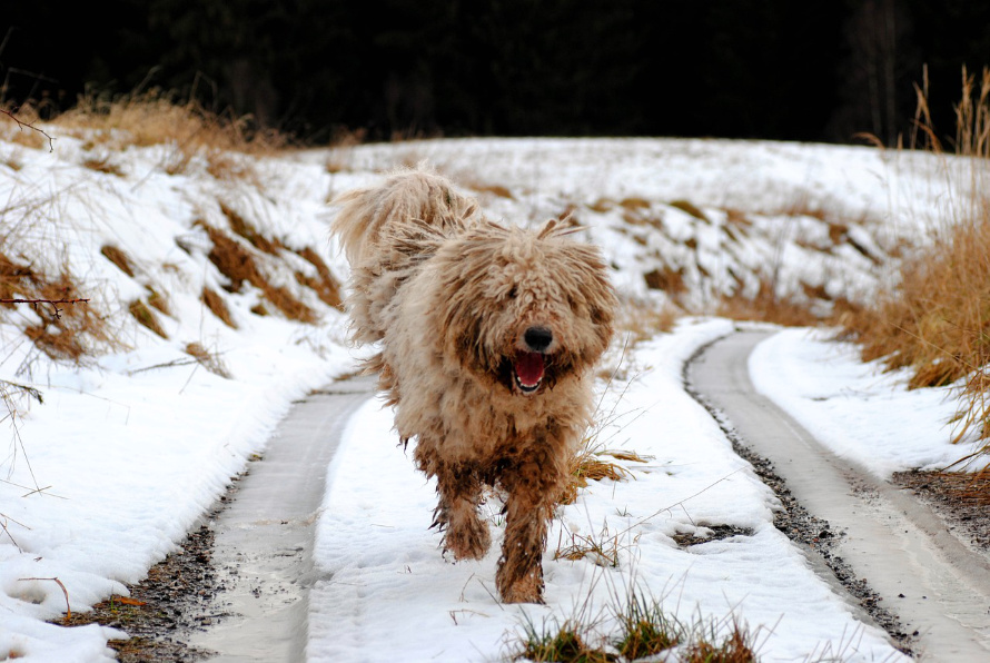 komondor kutya